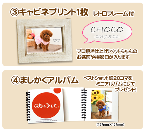 ペットデータセット